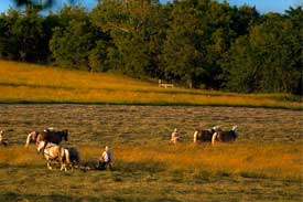 Scotland County a possible site for new Cargill Feed Manufacturing Plant