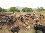 Kebbi government subsidises animal feed