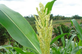 Two firms invest in sweet sorghum