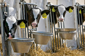 Feed Prices pushed higher by rejected GM feeds
