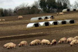 Excessive dioxins found in European feeds