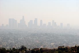 Cow feed may be the cause of Califoria's air problems