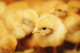 Netherlands: call for ban therapeutic antibiotics in animal feed