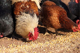 Germany investigating use of unsafe products in animal feed