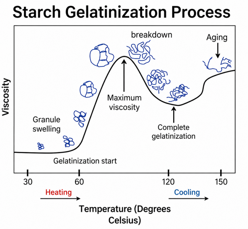 Gelatinization of Starch