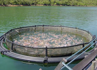 R$ 10 million allocated for shrimp farming in Piauí