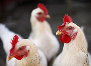 Cargill to upgrade and enhance its poultry processing business in the UK with three-year investment of £35 million