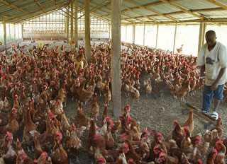 Gov't to support local poultry industry, build feed mill