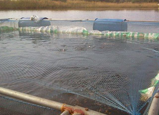Lack of local feed mills stifling Ghana's fish farming industry