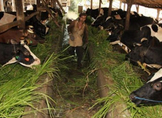 Feed Mill to be built in West Halmahera