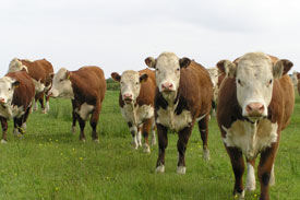 Feed key to better heifers