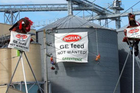 Genetically modified animal feed study results due mid-2010