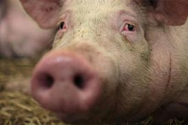 Dioxin crisis report urges reforms for animal feed safety