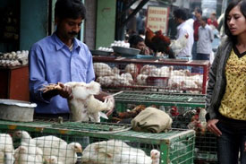 Indian poultry prices decline on cheaper feed
