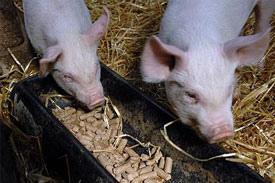 UK animal feed industry to ‘benefit’ from new guidelines