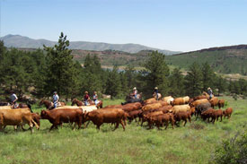 JBS-SA purachses McElhaney Feedyard