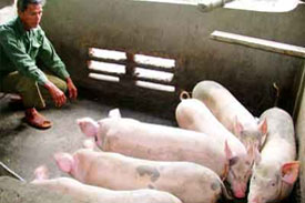 Vietnamese pig breeders unite against animal feed prices